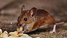 24 Hour & Emergency Exterminators in Glen Lyon, PA